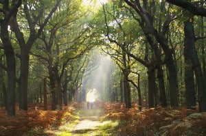 autumn
