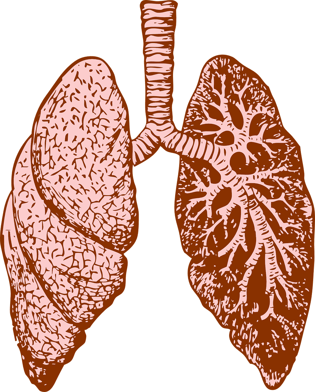 the-lungs-and-large-intestine-chinese-medicine-in-focus-red-tent